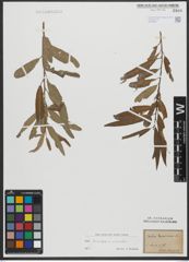 Foto von Salix triandra L. x Salix viminalis L.